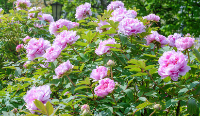 A bush of pink peonies