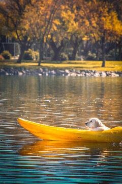 sailor dog