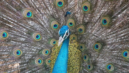 Obraz premium Peacock displaying its vibrant tail feathers in full spread. Exotic wildlife concept featuring colorful eye pattern plumage natural beauty, symmetry and detailed feather texture.