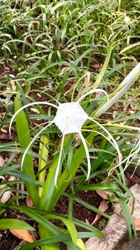 Amarilys flower or Hymenocallis caroliniana with green leaf background, planting in the garden.