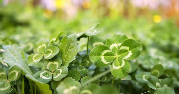 Good luck four leaf clover from meadow of clovers. A rare and unique find of a 4 leaf clover symbolizes luck, good fortune, and prosperity. Field of clovers for a green background or St Patricks day.