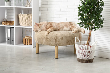 Cute Maine Coon cat lying on soft ottoman at home