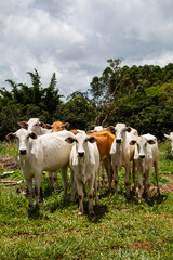 Nelore cows grazing in as pasture © Gabriela
