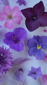 Spinning rotating purple flowers surreal botanicas texture for graphic design asset