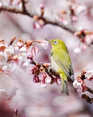 可愛いメジロと寒桜