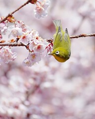 可愛いメジロと寒桜