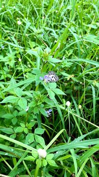 Small black and white common Pierrot butterfly (Castalius rosimon) perching on a Cleome rutidosperma flower