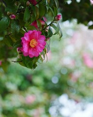 美しい満開なサザンカの花