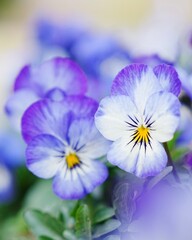 可愛い満開なビオラの花