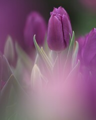 満開なチューリップの花