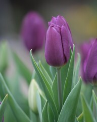 可愛い満開なチューリップの花