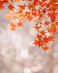 秋楽しい紅葉狩り