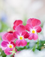 可愛い満開なビオラの花