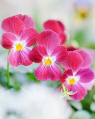 可愛い満開なビオラの花