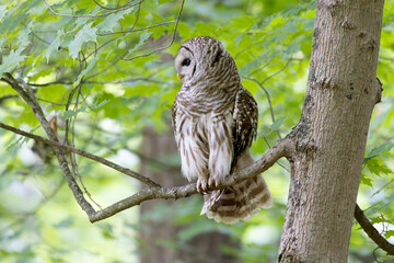 Obraz premium Side view of barred owl Strix varia perched in a maple tree in southern Ontario Canada