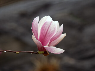 Magnolia tree in bloom in early spring