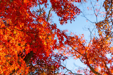 静岡県伊豆市　修善寺自然公園もみじ林の紅葉