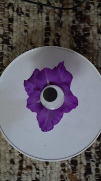 whimsical graphic resource of a spinning googly eyeball on a purple flower isolated graphic design resource surrealism quirky editorial