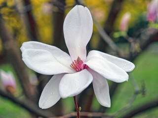 Magnolia tree in bloom in early spring