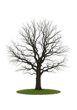 ancient, gnarled, leafless oak tree with intricate bare branches, standing on vibrant spring-green grass against a transparent studio background. Concept of dormancy and vitality