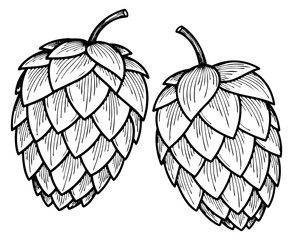 Fototapeta premium Hand drawn line art hop set featuring two hop cones for craft beer branding