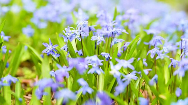 Closeup of blooming blue scilla luciliae flowers on sunny spring day. First spring bulbous plants. Slow motion close-up b-roll footage.