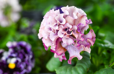 Fototapeta premium Close up of Lavishly Ruffled Petals of Sato Pansy from Antoinette Collection