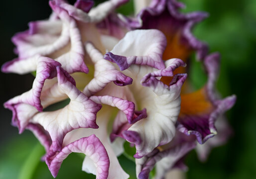 Close up of Lavishly Ruffled Petals of Sato Pansy from  Antoinette Collection