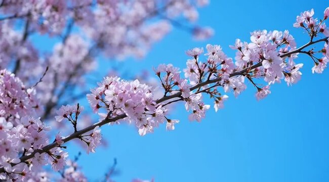 Vibrant Pink Sakura Flowers on Branch Against Bright Blue Spring Sky