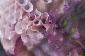Close up of Lavishly Ruffled Petals of Sato Pansy from Antoinette Collection
