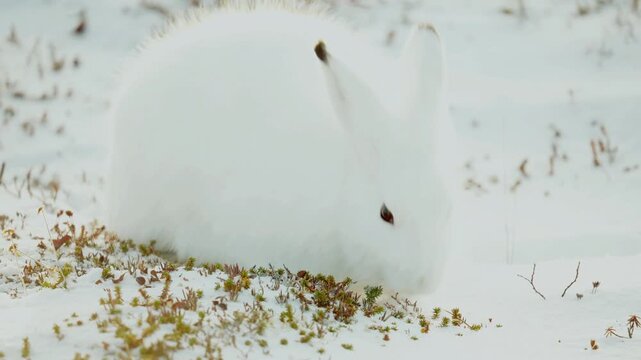 Arctic Hare foraging in early winter snow near Churchill, Manitoba, Canada, showcasing natural tundra behavior in frozen subarctic landscape, 14 November 2025.