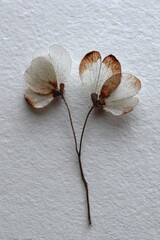 Delicate, dried seed pods with translucent wings on white textured surface