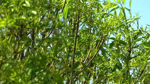 Hojas y ramas de &aacute;rbol de Fresno moviendose al viento