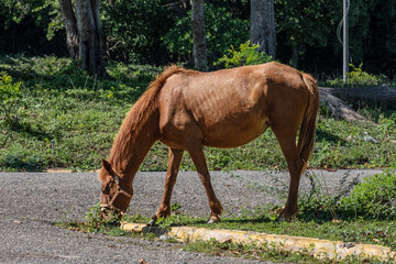 A young red horse eats grass.