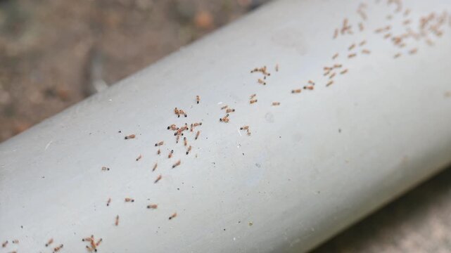 A line of small, reddish-brown ants marches across a light gray PVC pipe. The ants are oriented in various directions, some following a trail while others cluster together. This scene depicts a quiet 