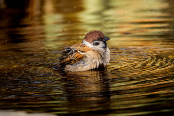 水浴びするスズメ