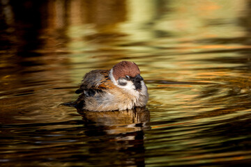 水浴びするスズメ