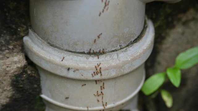 A line of small, reddish-brown ants marches across a light gray PVC pipe. The ants are oriented in various directions, some following a trail while others cluster together. This scene depicts a quiet 
