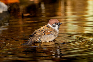 水浴びするスズメ