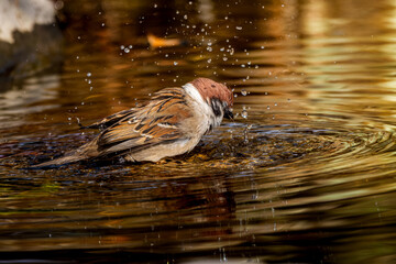水浴びするスズメ