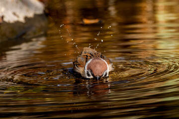 水浴びするスズメ
