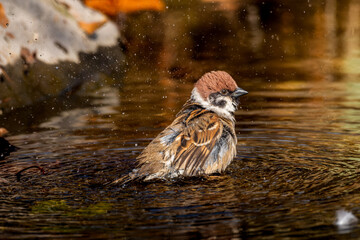 水浴びするスズメ