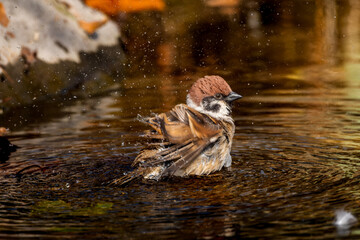 水浴びするスズメ