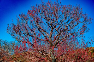 南立石公園の紅梅