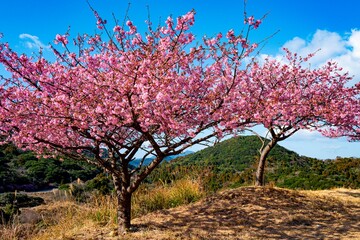 四浦半島の河津桜