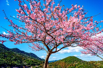 四浦半島の河津桜