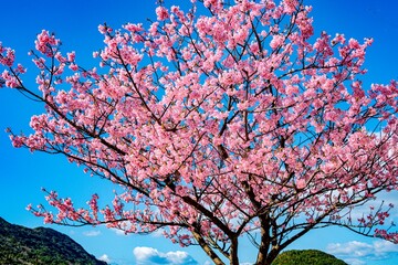 四浦半島の河津桜