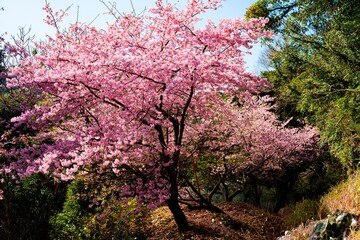 四浦半島の河津桜