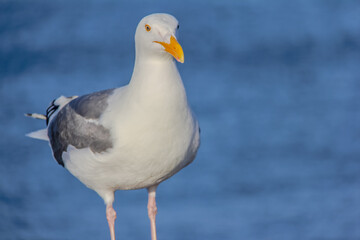 Obraz premium A seagull stands on a beach, looking out over the water