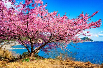 四浦半島の河津桜